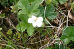 Hjortronblomma
