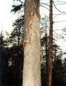 Kelo Honka träd